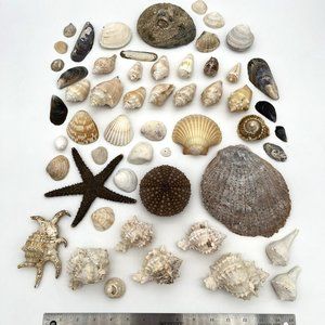 Large Lot of Mixed Vintage Sea Shells - Various Types and Sizes, 50+ shells